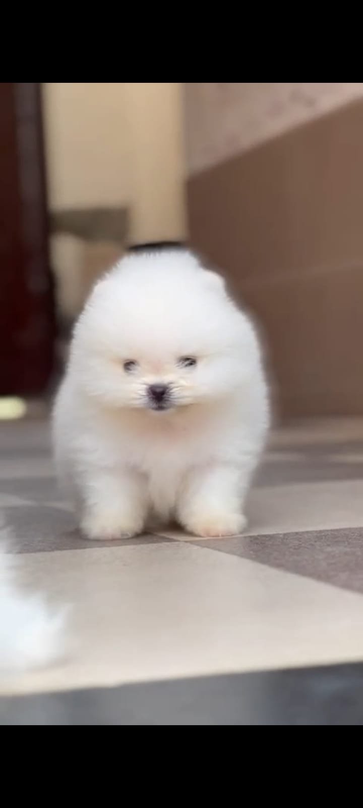 Buy Vaccinated Toy Pomeranian   Puppy from Chennai
